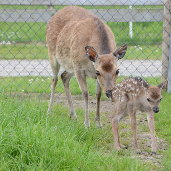 A deer with her newborn spotted fawn