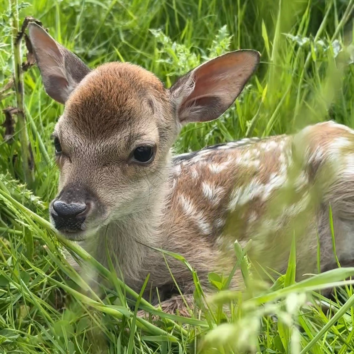 A fawn lying in the grass