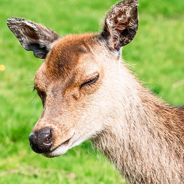 A deer with its eyes closed in the sunshine