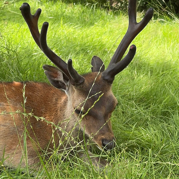 A stag with velvet antlers resting in long grass